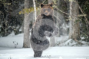 Brown bear standing on his hind legs on the snow in the winter forest.