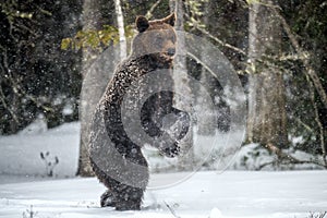 Brown bear standing on his hind legs on the snow in the winter forest.