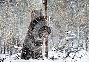 Brown bear standing on his hind legs on the snow in the winter forest.