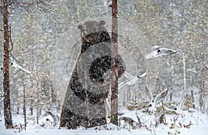 Brown bear standing on his hind legs on the snow in the winter forest.