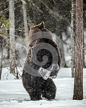 Brown bear standing on his hind legs on the snow in the winter forest. Snowfall.