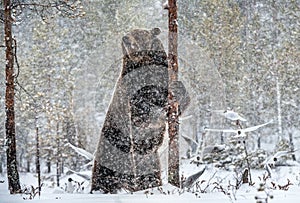 Brown bear standing on his hind legs on the snow in the winter forest. Snowfall.