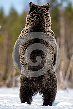 Brown bear standing on his hind legs in spring forest. Back view