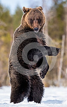 Brown bear standing on his hind legs