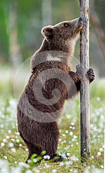 Brown bear standing on his hind legs .