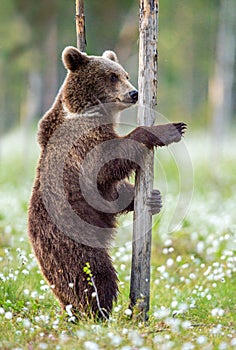 Brown bear standing on his hind legs in the summer forest among white flowers.