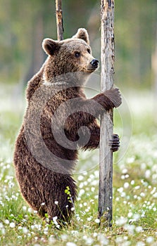 Brown bear standing on his hind legs in the summer forest among white flowers.