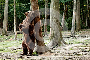 Brown bear standing on its back legs and scratching its back on a tree