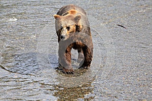 Brown Bear Standing in Katmai National Park and Preserve