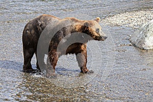 Brown Bear Standing in Katmai National Park and Preserve