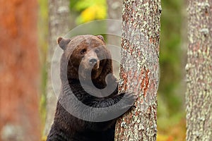 Brown bear standing leaning in a tree of a forest