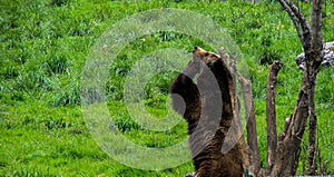 Brown bear standing in the meadow