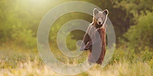 Brown bear standing on rear legs in upright position on meadow with copy space