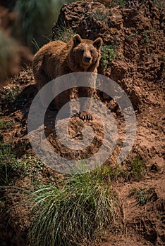 Brown bear standing on red rocky outcrop