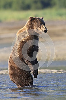 Brown bear standing in river
