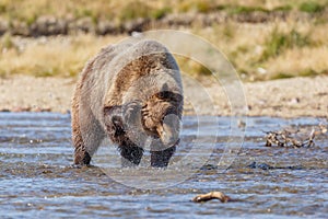 Brown bear standing in a river at Katmai Alaska