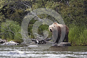 Brown bear standing on rock