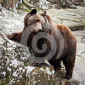 Brown Bear standing on a rock