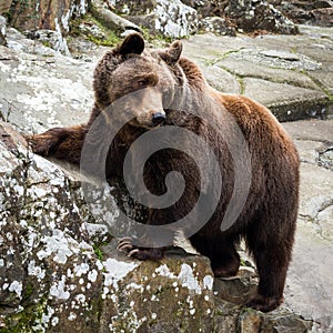 Brown Bear standing on a rock photo