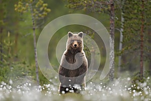 Brown bear standing in a swamp