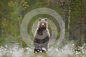 Brown bear standing in a swamp photo