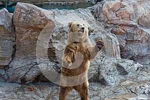Brown bear standing up and waiting for food on rocks