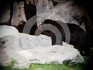 brown bear standing in a zoo