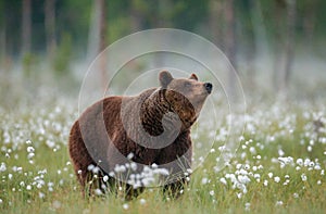 Brown bear stands in a forest clearing with white flowers against a background of forest and fog.