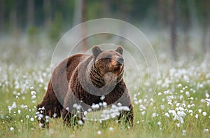 Brown bear stands in a forest clearing with white flowers against a background of forest and fog.