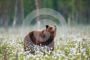 Brown bear stands in a forest clearing with white flowers against a background of forest and fog.