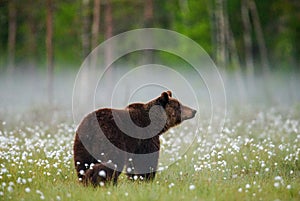 Brown bear stands in a forest clearing with white flowers against a background of forest and fog.