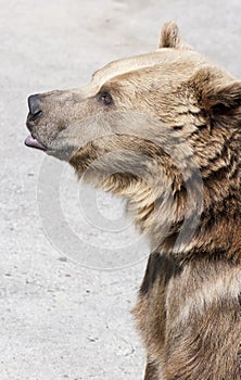 Brown bear stands on its hind feet