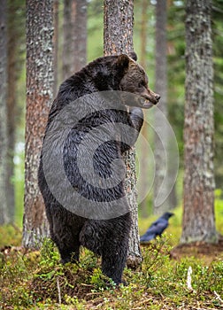 Brown bear stands on its hind legs by a tree in a pine forest. Scientific name: Ursus arctos.