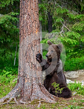 Brown bear stands near a tree in funny poses against the background of the forest.