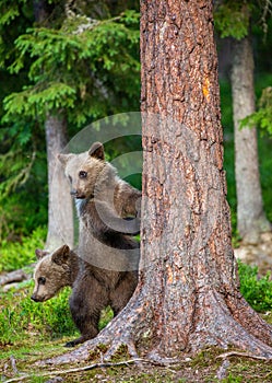 Brown bear stands near a tree in funny poses against the background of the forest.