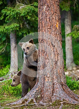 Brown bear stands near a tree in funny poses against the background of the forest.