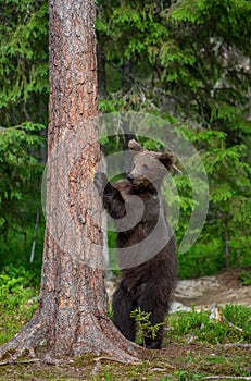 Brown bear stands near a tree in funny poses against the background of the forest.