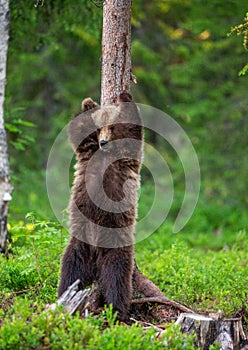 Brown bear stands near a tree in funny poses against the background of the forest.