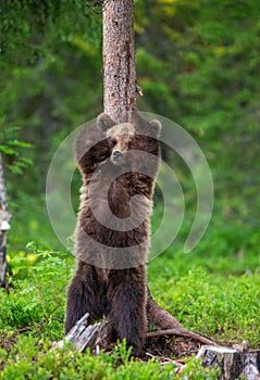 Brown bear stands near a tree in funny poses against the background of the forest.