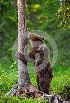 Brown bear stands near a tree in funny poses against the background of the forest.