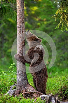 Brown bear stands near a tree in funny poses against the background of the forest.