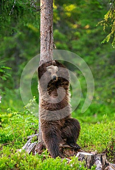 Brown bear stands near a tree in funny poses against the background of the forest.