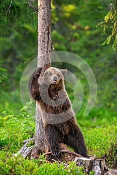 Brown bear stands near a tree in funny poses against the background of the forest.