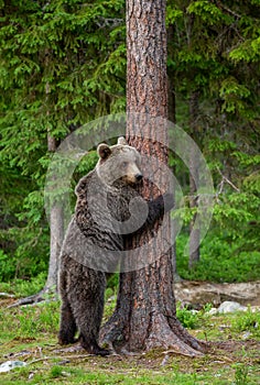 Brown bear stands near a tree in funny poses against the background of the forest.