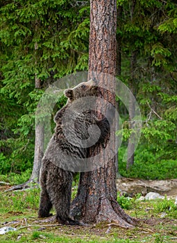 Brown bear stands near a tree in funny poses against the background of the forest.