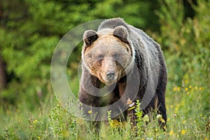 Brown bear staring into a camera from front view on a green meadow.