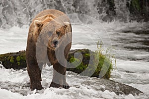 Brown bear staring beside rock at waterfall