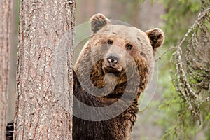 Brown bear staying and watching photo