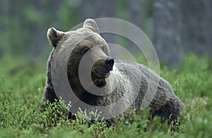 Brown bear in the summer forest. Scientific name: Ursus arctos. Natural habitat