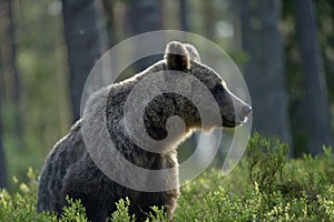 Brown bear in the summer forest. Scientific name: Ursus arctos. Natural habitat